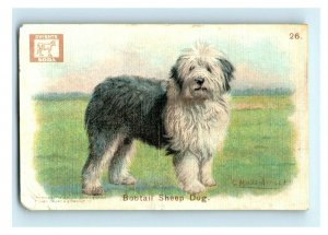 1900s Dwight's Soda New & Champion Dog Series Bobtail Sheep Dog Lot Of 5 P222