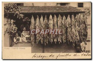 Old Postcard Alsace Tobacco Drying tobacco leaves