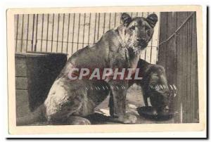 Postcard Old Woman artist and lioness lion