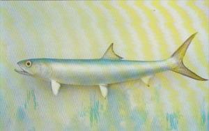 Ladyfish Game Fish Found In Florida