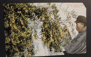 Mint Postcard Chinese Picking Olives in California USA