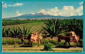 Mexico, Tipico - Burros - Maguey - Mountains -  [FG-561]