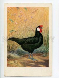 285466 Kurt ZANDER Chicken breeds SCHWARZE MINORKA Cock ROOSTER Old postcard