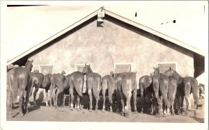 RPPC Postcard Horses Lined Up 17th Cavalry Horse Stables U.S. Army c1918