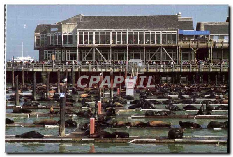 Old Postcard California Sea Lions Pier