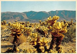 Teddy Bear Cholla Cactus - Misc, Texas TX  