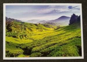 [AG] P78 Malaysia Pahang Cameron Highland Tea Plantation Tourism (postcard) *New