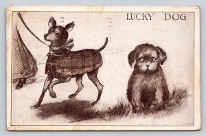 1910 LUCKY DOG Postcard Chihuahua Puppy Plaid Coat MARINBURG SC Posted