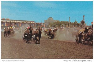 Canada Calgary Stampede Chuckwagon Races