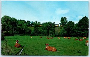 Postcard - Good Old Days - Quite Summer's Day in the Country - Cows - Field