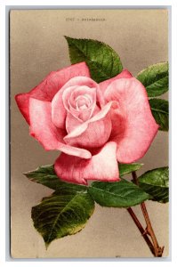 Pink Rose Flower Blossom UNP Unused DB Postcard H29