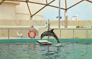 Thor, the Playful Porpoise St Petersburg FL Postcard