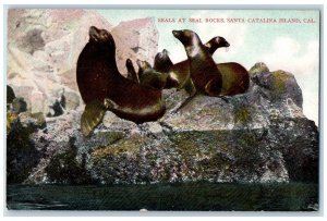 c1910 Seals Seal Rocks Sea Santa Catalina Island California CA Vintage Postcard 