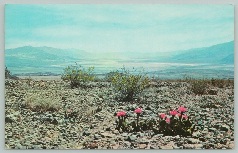 California~Hells Gate Death Valley National Monument~Standard Chrome Postcard