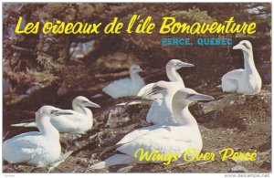 Les oiseaux de l'ile Bonaventure , PERCE , Quebec , Canada , 1957