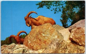 Postcard - Rocky Mountain Sheep, the West