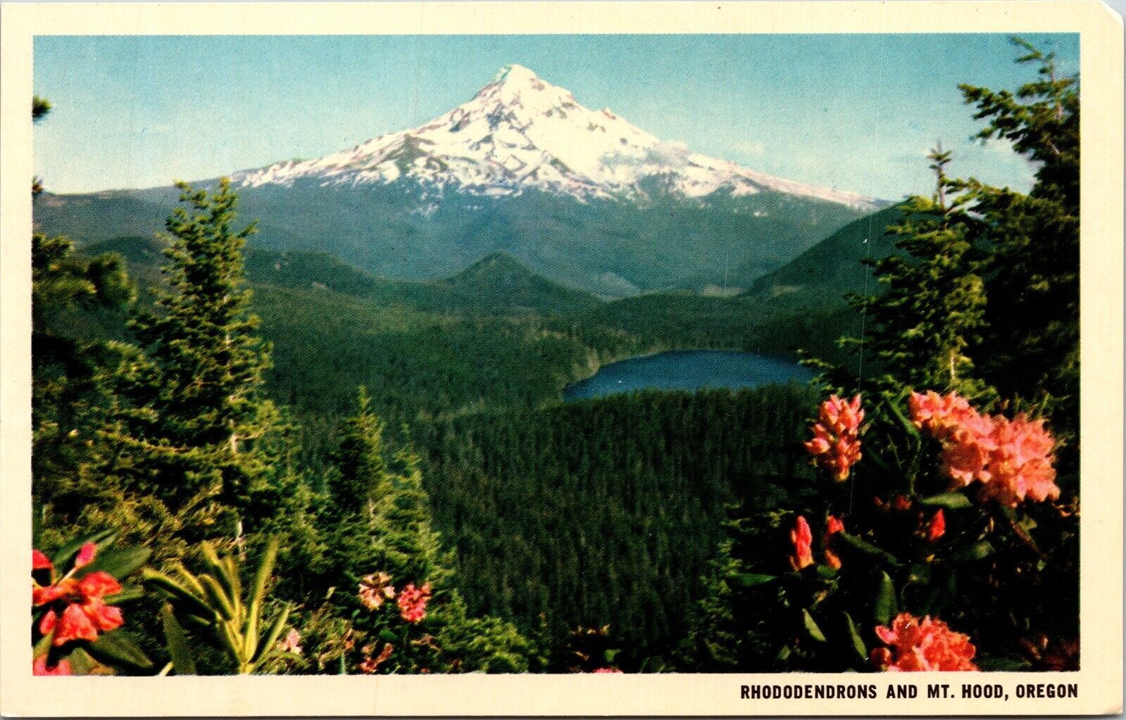 Mount Hood Lost Lake Oregon Rhododendrons Flowers Scenic Chrome ...