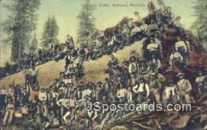 Fallen Redwood Monarch, Logging Misc CA Unused