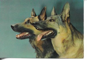 Two German Shepherd dogs Modern Italian photo postcard 1970s