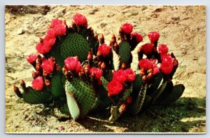 beaver tail prickly pear cactus postcard Arizona