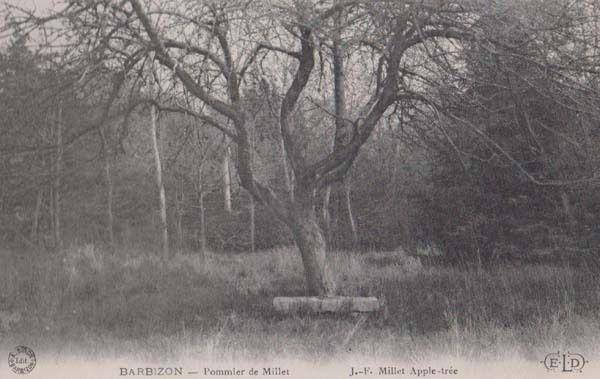 Barbizon Apple Tree Pommier De Millet Antique French Postcard