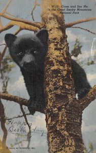 Bear in Tree Great Smoky Mountains National Park, USA Bear 1954 writing on fr...