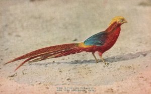 Vintage Postcard 1910's Golden Pheasant Bird New York Zoological Park N. Y.