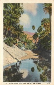 Willard Linen Postcard Palm Canyon Near Palm Springs CA Washingtonia filiferia