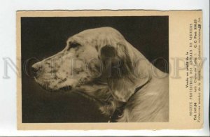 440204 ENGLISH SETTER Dog ADVERTISING Society Protection Animals Verviers 