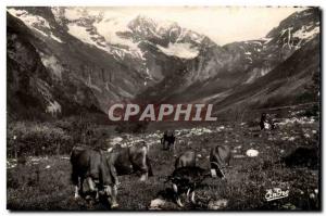 Patrurage Upper Mountain - Cows - Landscape Alpestres- Old Postcard