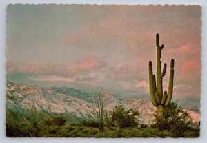 Snow On Desert Mountain Arizona Vintage Unposted Postcard Cactus