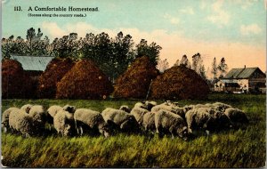 Vtg 1910s A Comfortable Homestead Sheep Grazing the Field Country Road Postcard