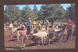 WILLIAMS AND FLAGSTAFF ARIZONA ROUTE 66 THE DEER FARM ADVERTISING POSTCARD