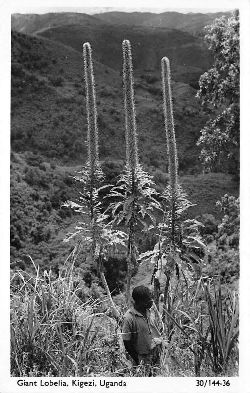 B92019 giant lobelia kigezi uganda real photo   africa