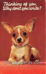 Chihuahua Dog 1967 