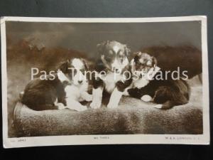 c1918 RP - We Three showing three little puppies