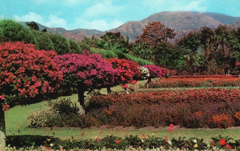 Vintage Postcard Royal Botanica Gardens Hope Kingston Jamaica Pub Novelty Trad.