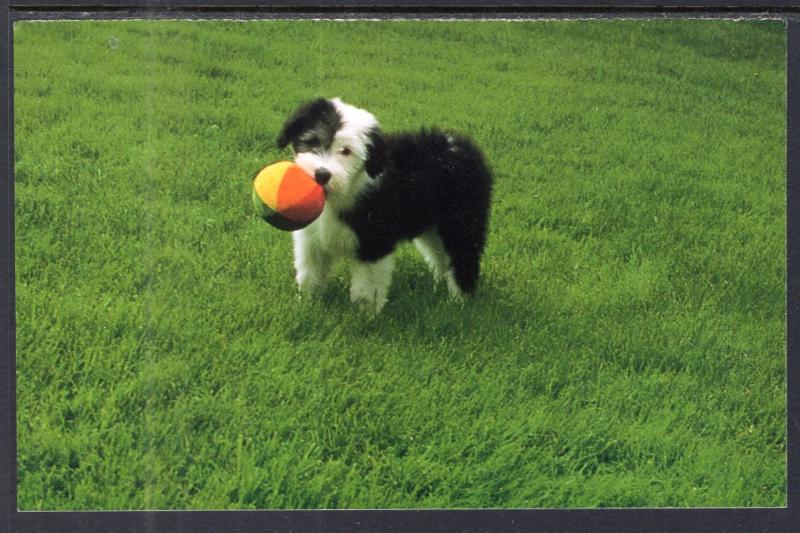 Dog With Ball BIN