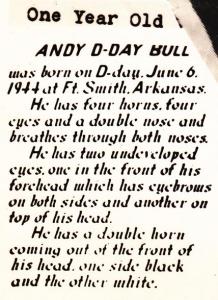 Freak Bull born in Fort Smith AR Arkansas 1944 4 horns 4 eyes 2 noses - pm 1952