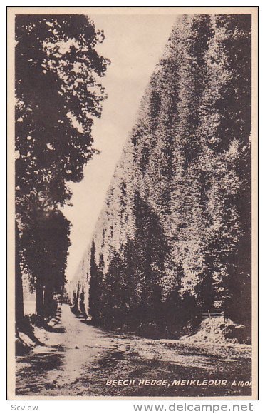 Beech Hedge, MEIKLEOUR, Scotland, UK, 1900-1910s