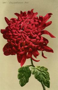 Flowers -   Chrysanthemum, Red                           (Edward H. Mitchell ...