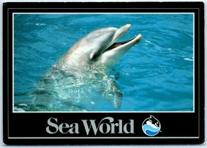 Postcard - Come Flip over our dolphins. . . Only at Sea World
