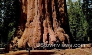 General Grant Grove - California CA  