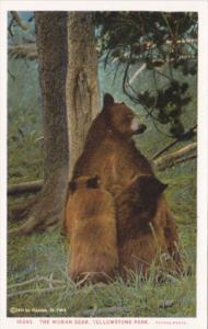 Female Bear With Cubs Yellowstone National Park