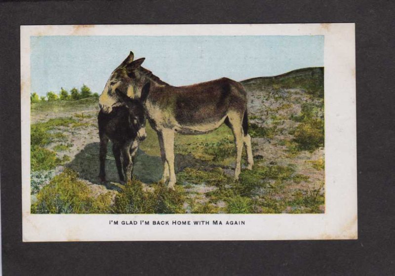 Mule Baby Back Home with Ma Again Vintage Postcard UDB Animals