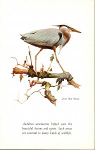 Great Blue Heron National Audubon Society Postcard