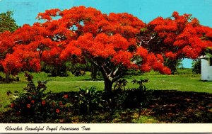 Florida Royal Poinciana Tree In Full Bloom 1975