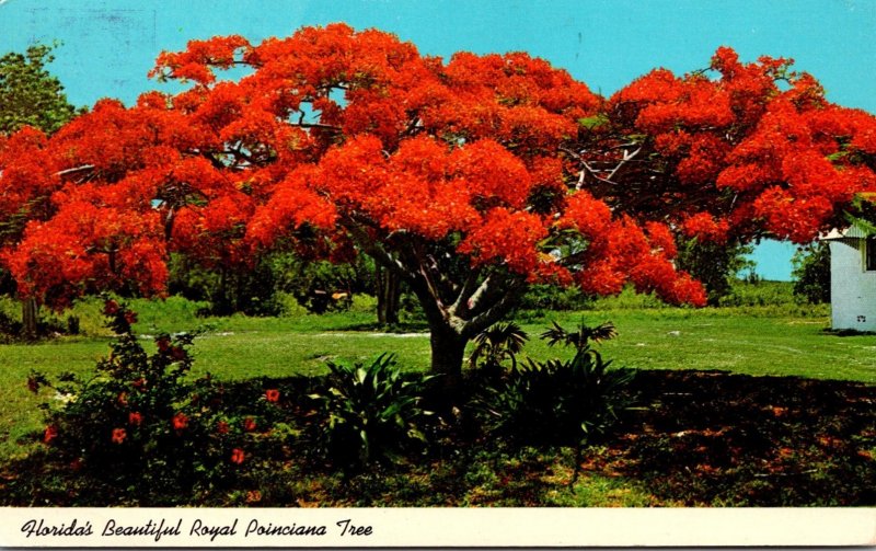 Florida Royal Poinciana Tree In Full Bloom 1975