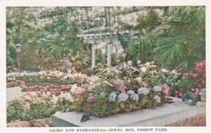 Missouri St Louis Forest Park Jewel Box Lilies and Hydrangeas