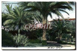 Postcard Old Cannes Allee Palmiers